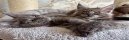 Maine Coon cats for sale: Stunning Maine Coon Kittens TICA Registered - Advert 30