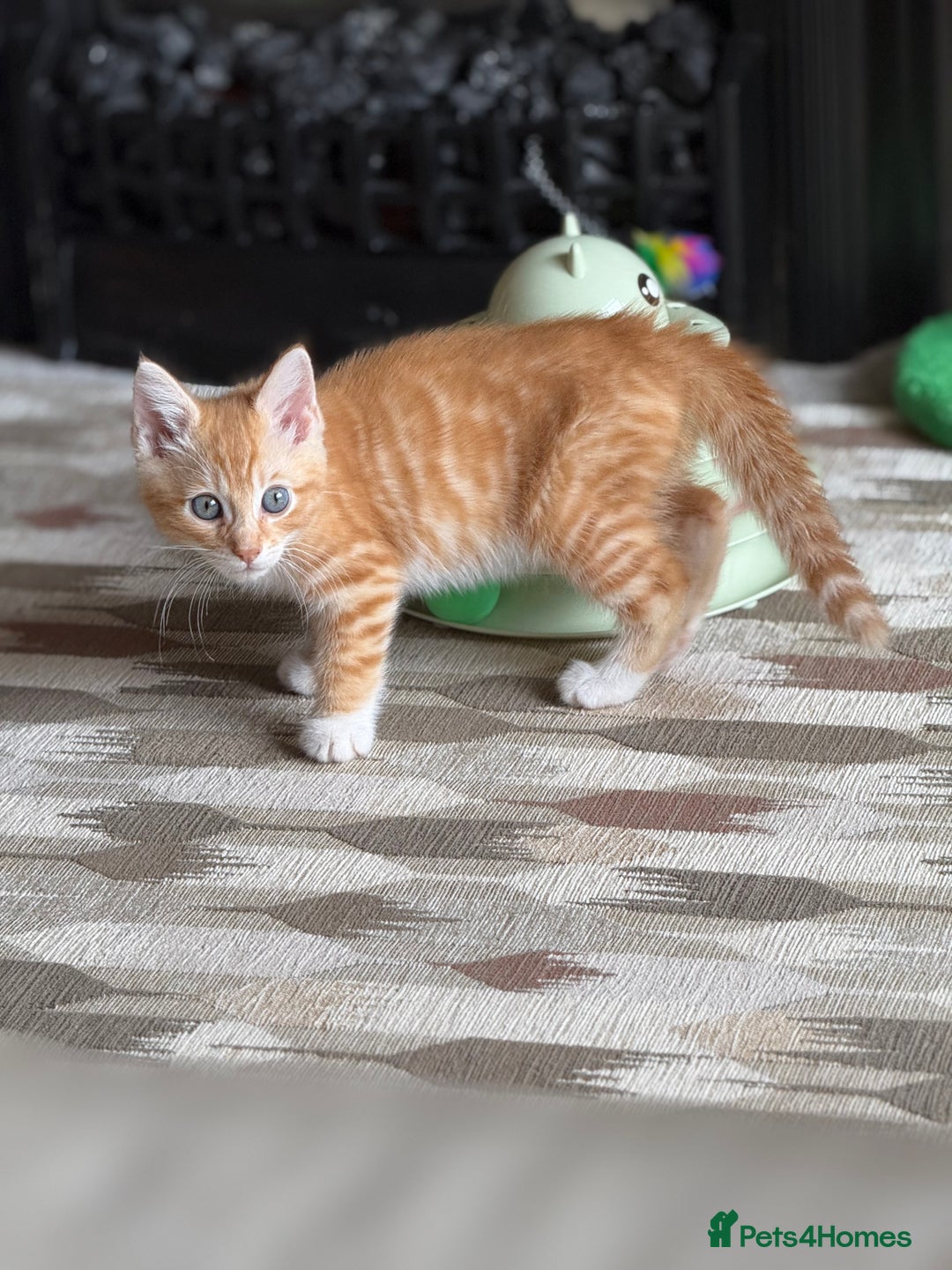 Mixed Breed cats for sale: Lord nelson - Image 3