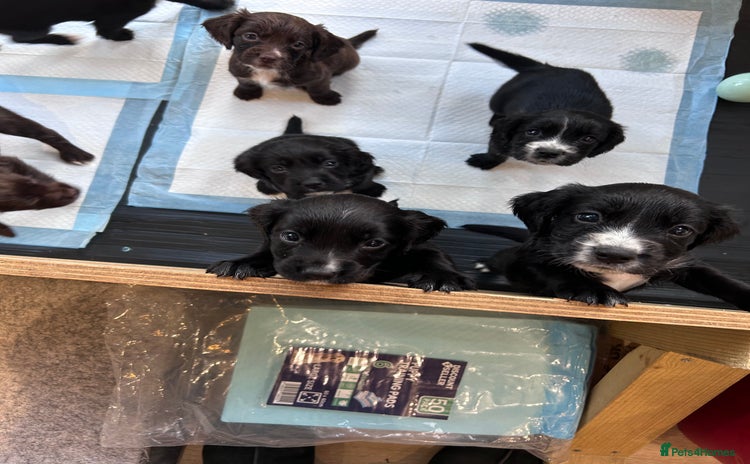 Sprocker dogs - Advert 7