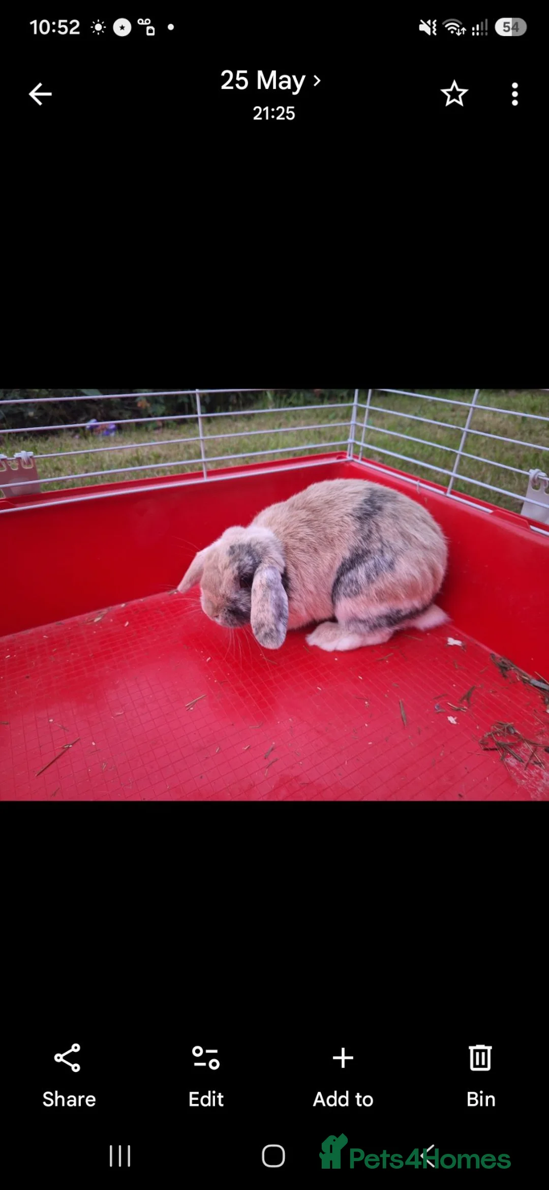 Lionhead rabbits for sale: Rabbit one male and female  in Stoke-on-Trent - Advert 2