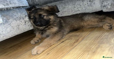 German Shepherd dogs - Advert 2