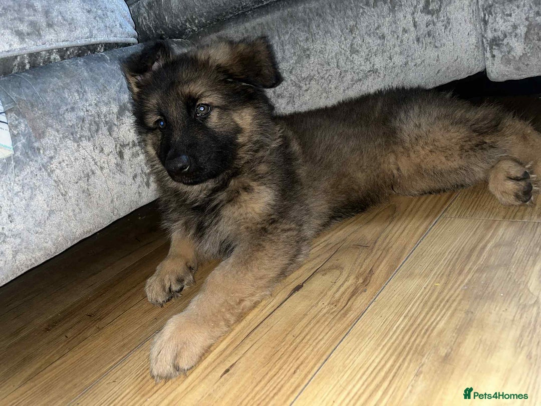German Shepherd dogs for sale: Beautiful German shepherd boy - Image 2