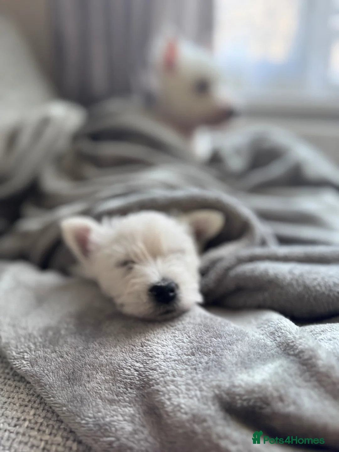 West Highland Terrier dogs for sale: ⭐️⭐️Piper Westie 🐩looking for new 🏡⭐️⭐️ in Bradford - Advert 2