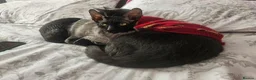 Cornish Rex cats for sale: Male Cornish Rex - Advert 3