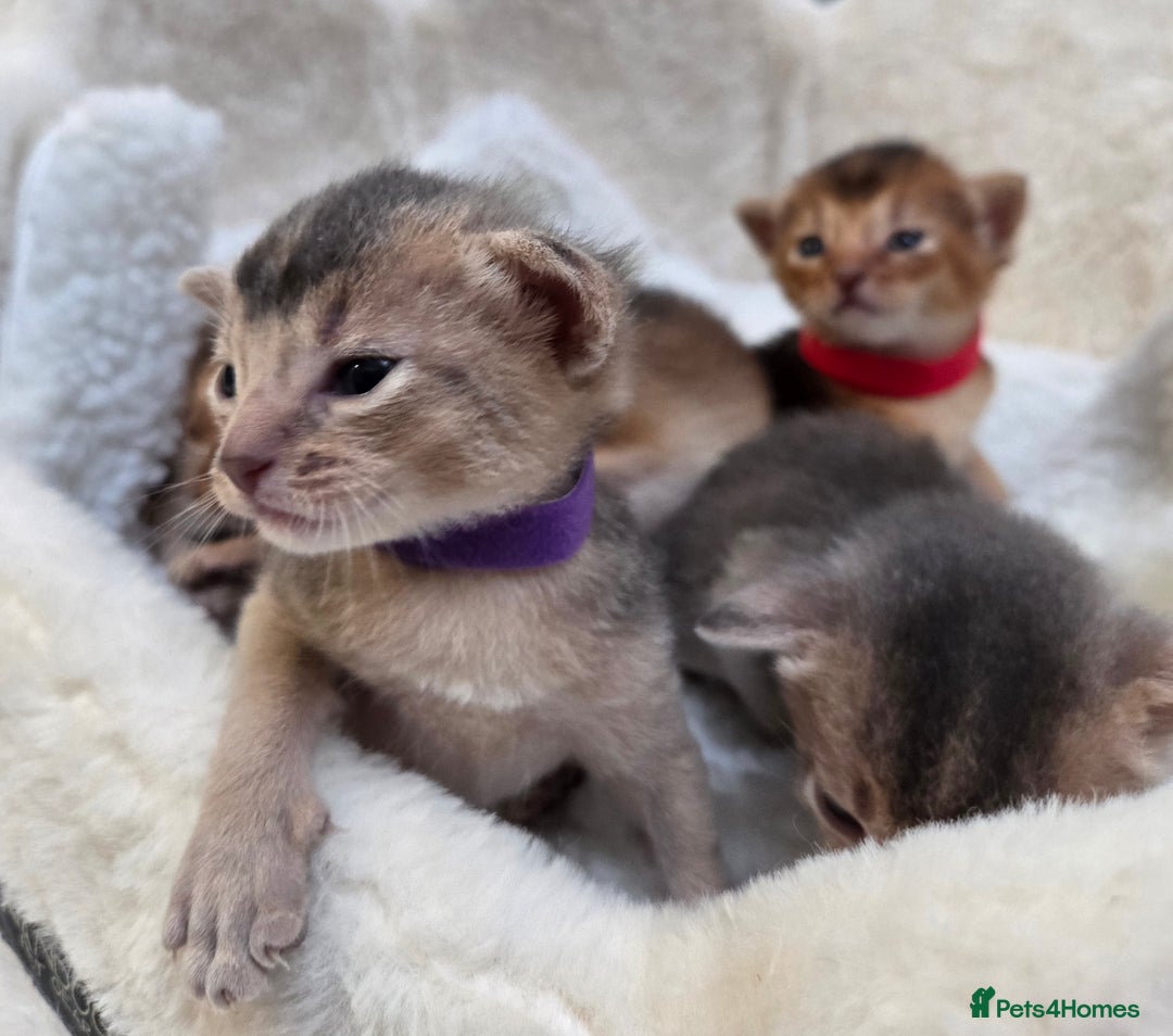 Abyssinian cats for sale: Gorgeous Tica  Abyssinian Kittens  - Advert 7