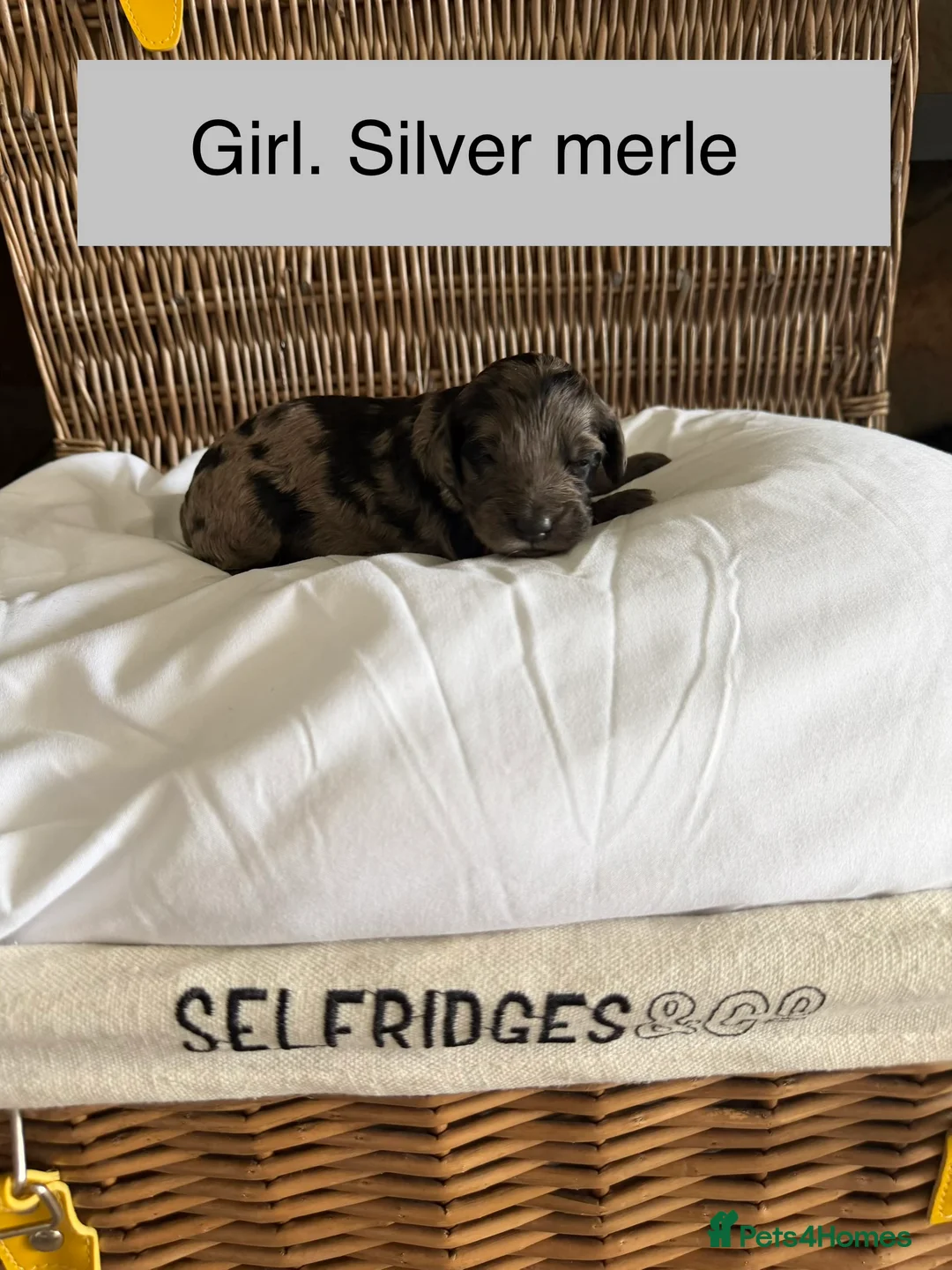 Cockapoo dogs for sale: Cockapoo pups for sale in Pontypool - Advert 2