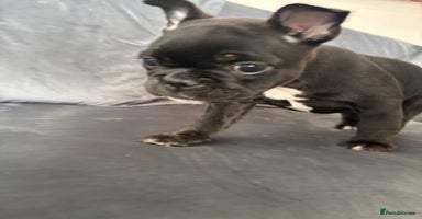 French Bulldog dogs - Advert 5