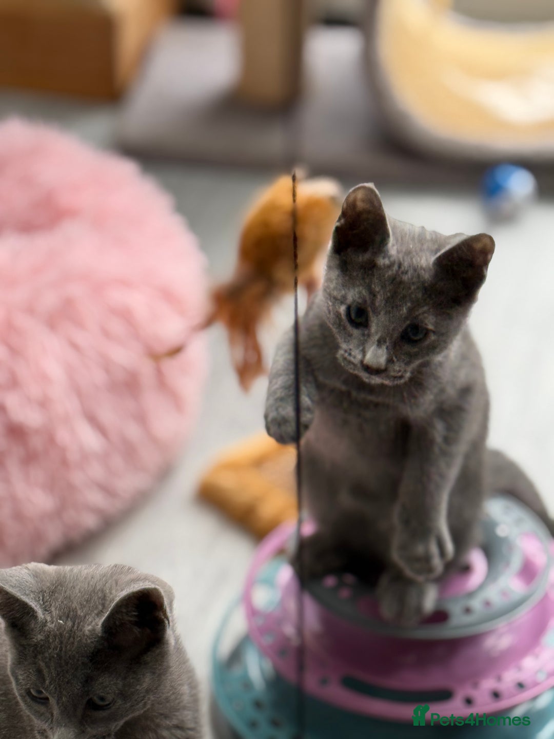 Russian Blue cats for sale: GCCF RUSSIAN BLUE KITTENS  💙🩷🐾 in Manchester - Image 11