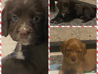 Cocker Spaniel dogs Cocker spaniel pups - Advert 2