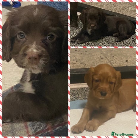 Cocker Spaniel dogs Cocker spaniel pups - Advert 1