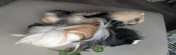 Guinea Pig rodents for sale: 2 male guinea pigs  - Advert 6