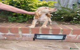 Cocker Spaniel dogs for sale: Gorgeous Adorable Golden Type Cocker  Spaniel  - Image 23