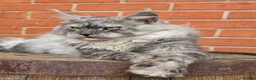 Maine Coon cats for stud: Black smoke boy from shaded line  - Advert 4