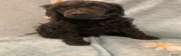 Standard Poodle dogs for sale: Reservation List Open. Standard Poodle Puppies - Advert 20