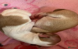 Chihuahua dogs for sale: Stunning Chocolate and white Smooth haired pups - Image 8