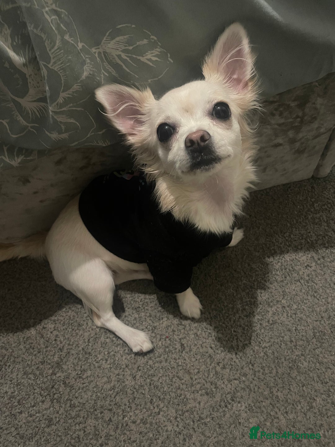 Chihuahua dogs for sale: Female chihuahua - Advert 2