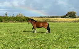 Welsh Section C horses for sale: Exceptional Welsh pony… - Image 1