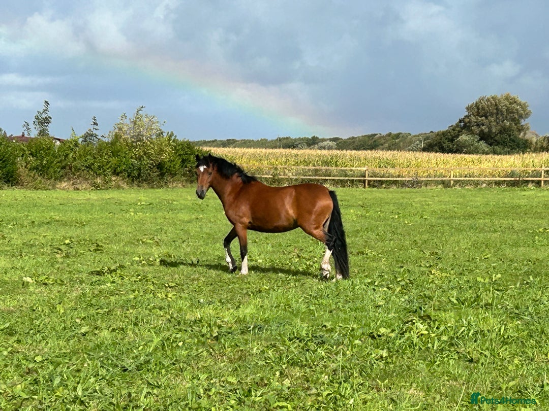 Welsh Section C horses for sale: Exceptional Welsh pony… - Image 1