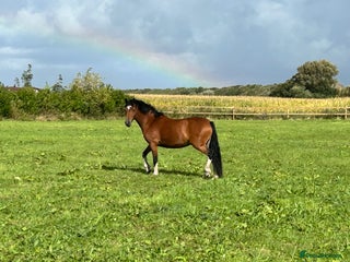 Welsh Section C horses - Advert 2