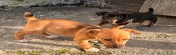 Jack Russell dogs for sale: Beautiful Jack Russell puppies - Advert 7