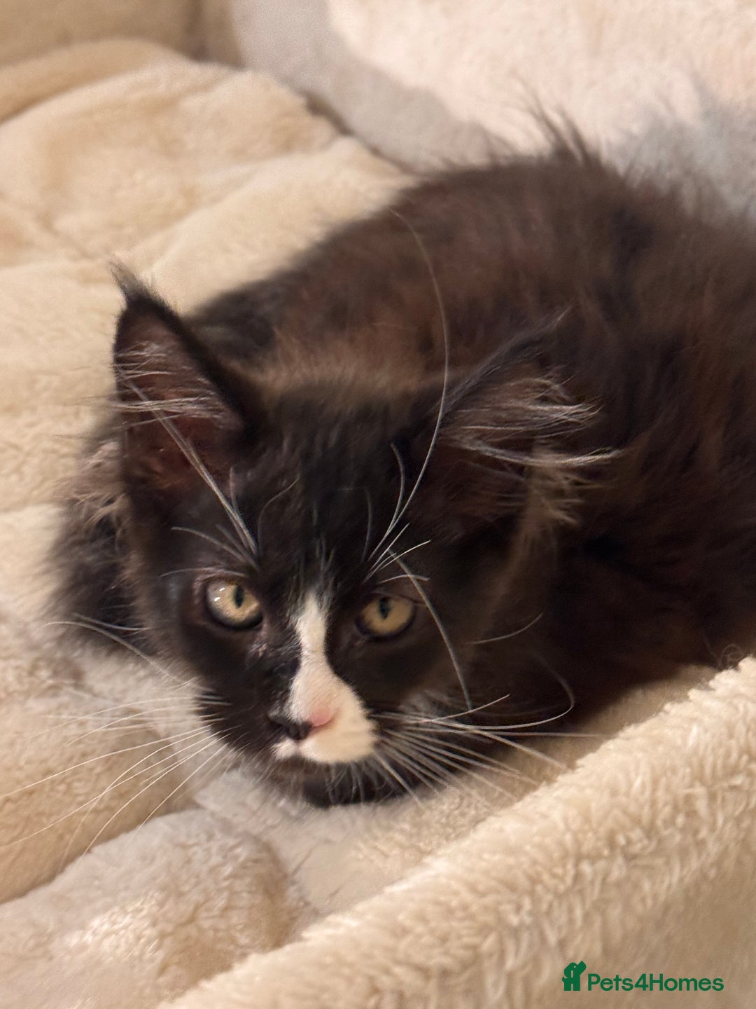 Maine Coon cats for sale: Lala Gorgeous Maine Coon kitten for sale - Advert 7