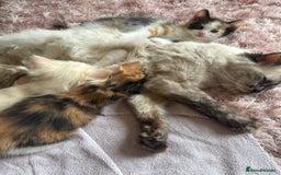 Ragdoll cats for sale: Adorable Ragdoll Kittens Ready Now - Image 5
