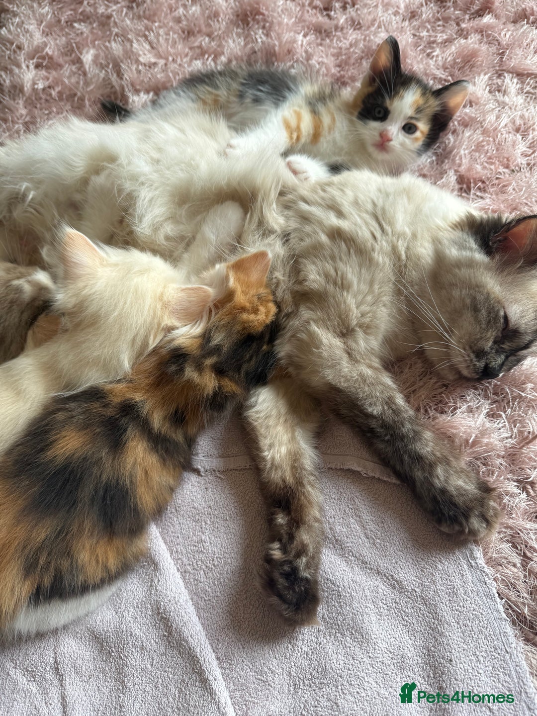 Ragdoll cats for sale: Adorable Ragdoll Kittens Ready Now - Image 5
