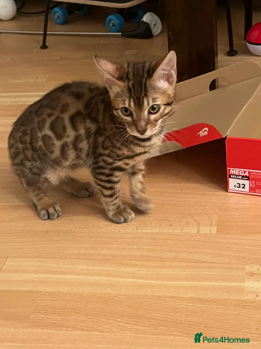 Bengal cats for sale: Pure Bengal - Home Raised - £1300 - Advert 1