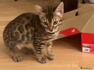 Bengal cats Pure Bengal - Home Raised - £1300 - Advert 2