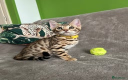 Bengal cats for sale: Gorgeous Pure Bengal Kittens Ready To Go! ❤️ - Image 9