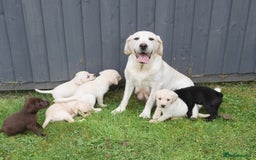 Labrador Retriever dogs for sale: Quality Health Tested Labrador Puppies - Image 13