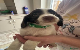 Sprocker dogs for sale: Sprocker spaniel puppy’s  - Image 8