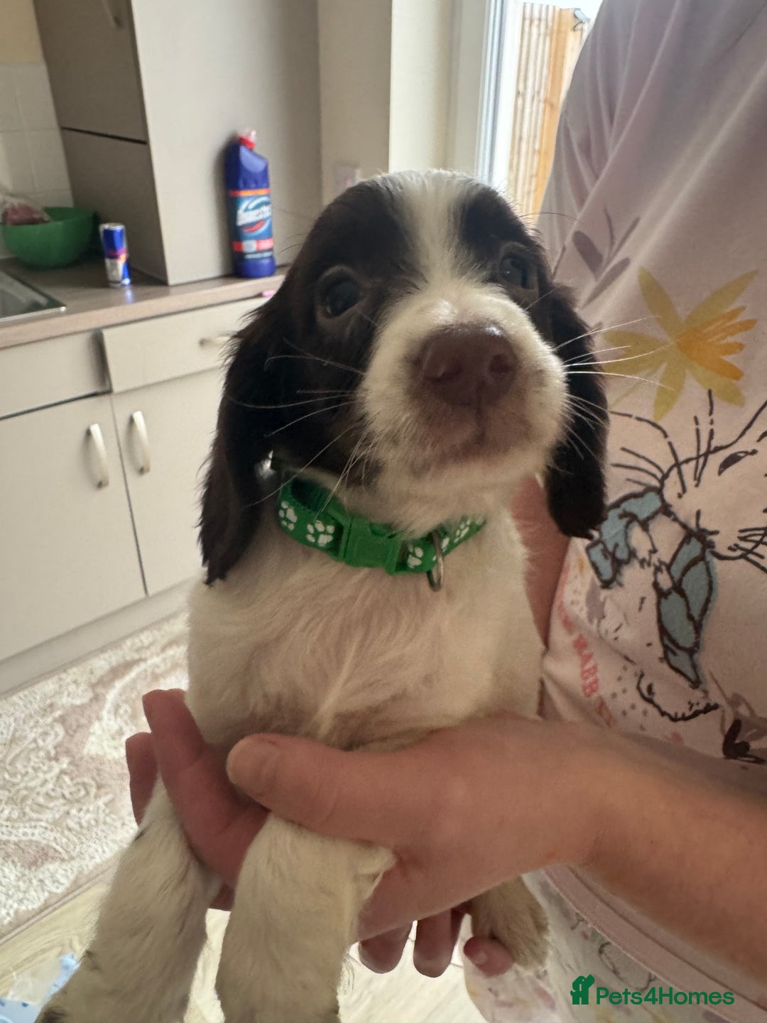 Sprocker dogs for sale: Sprocker spaniel puppy’s  - Image 8