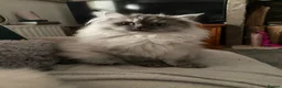 Persian cats for sale: Sunshine and Angel  - Advert 3
