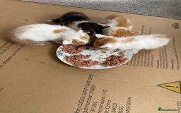 British Longhair cats for sale: 4 beautiful fluffy kittens  - Image 2