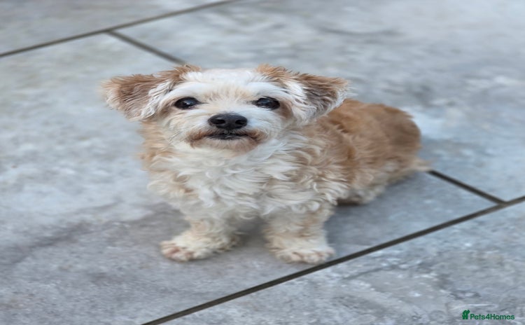 Chipoo dogs - Advert 1