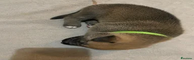 Shepsky 2
