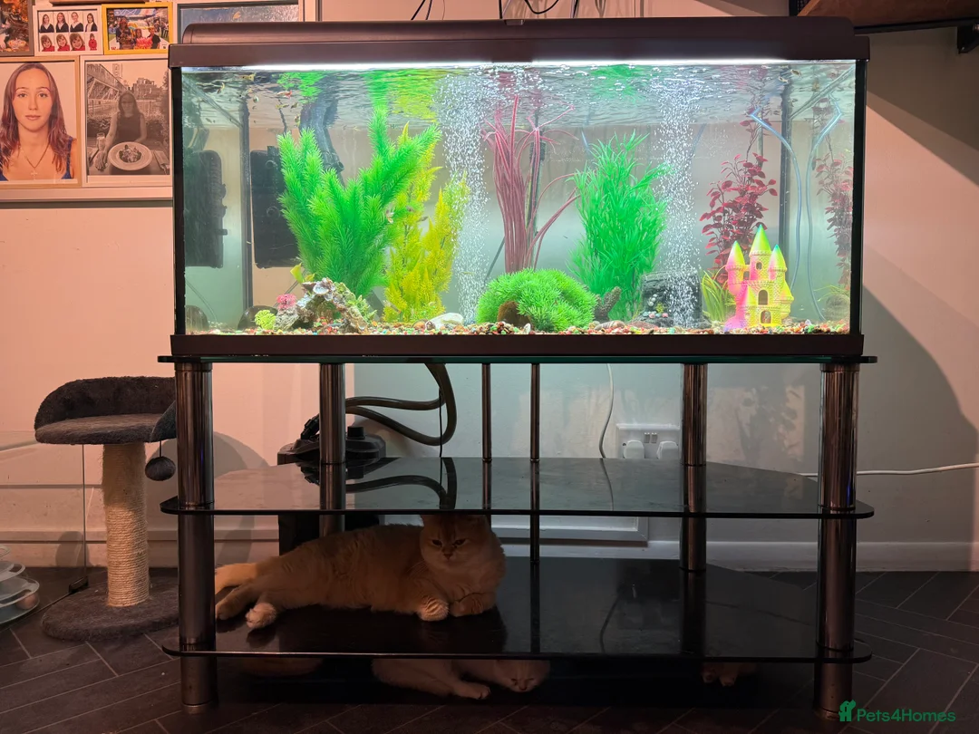 Mollies fish for sale: Tropical Fish Tank 160 litters - Advert 4