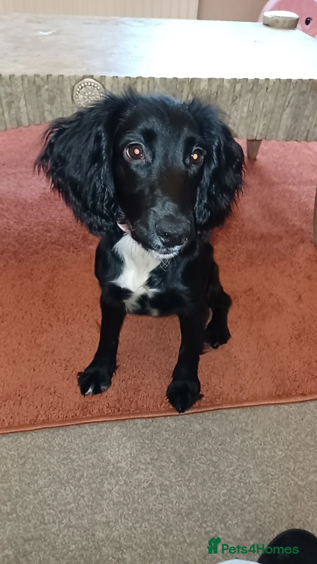Sprocker dogs for sale: Sprocker pup  in Consett - Advert 3