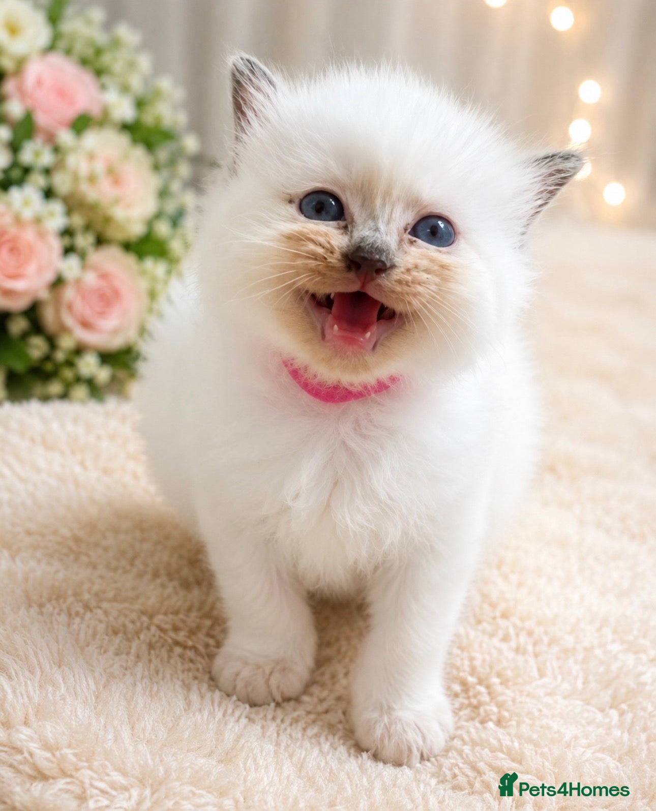 Ragdoll cats Ragdoll kittens champion breed GCCF show quality  - Advert 2