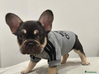 French Bulldog dogs Stunning Kc French Bulldog puppies - Advert 5