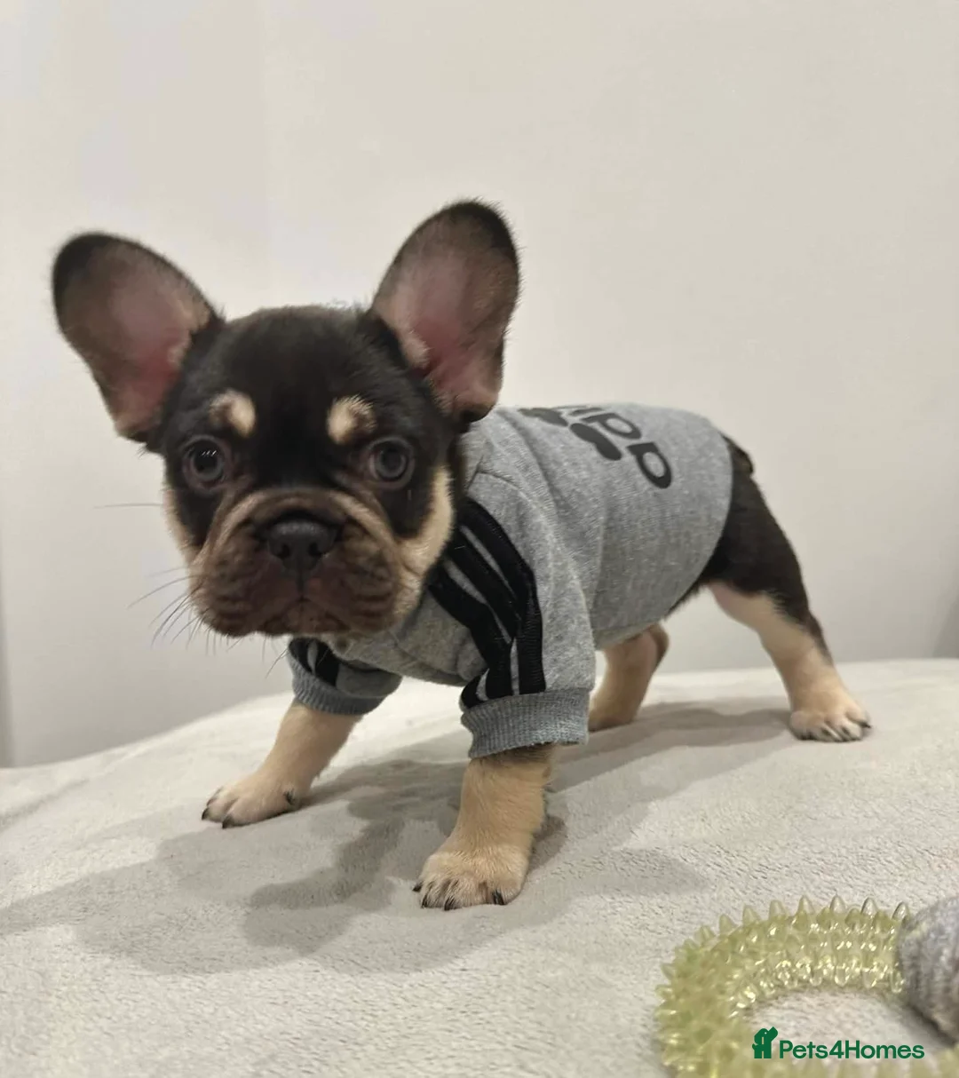 French Bulldog dogs for sale: Stunning Kc French Bulldog puppies  - Advert 3