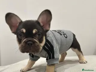 French Bulldog dogs Stunning Kc French Bulldog puppies - Advert 4