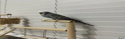 Budgerigars birds for sale: Budgie tamed and very interactive - Advert 3