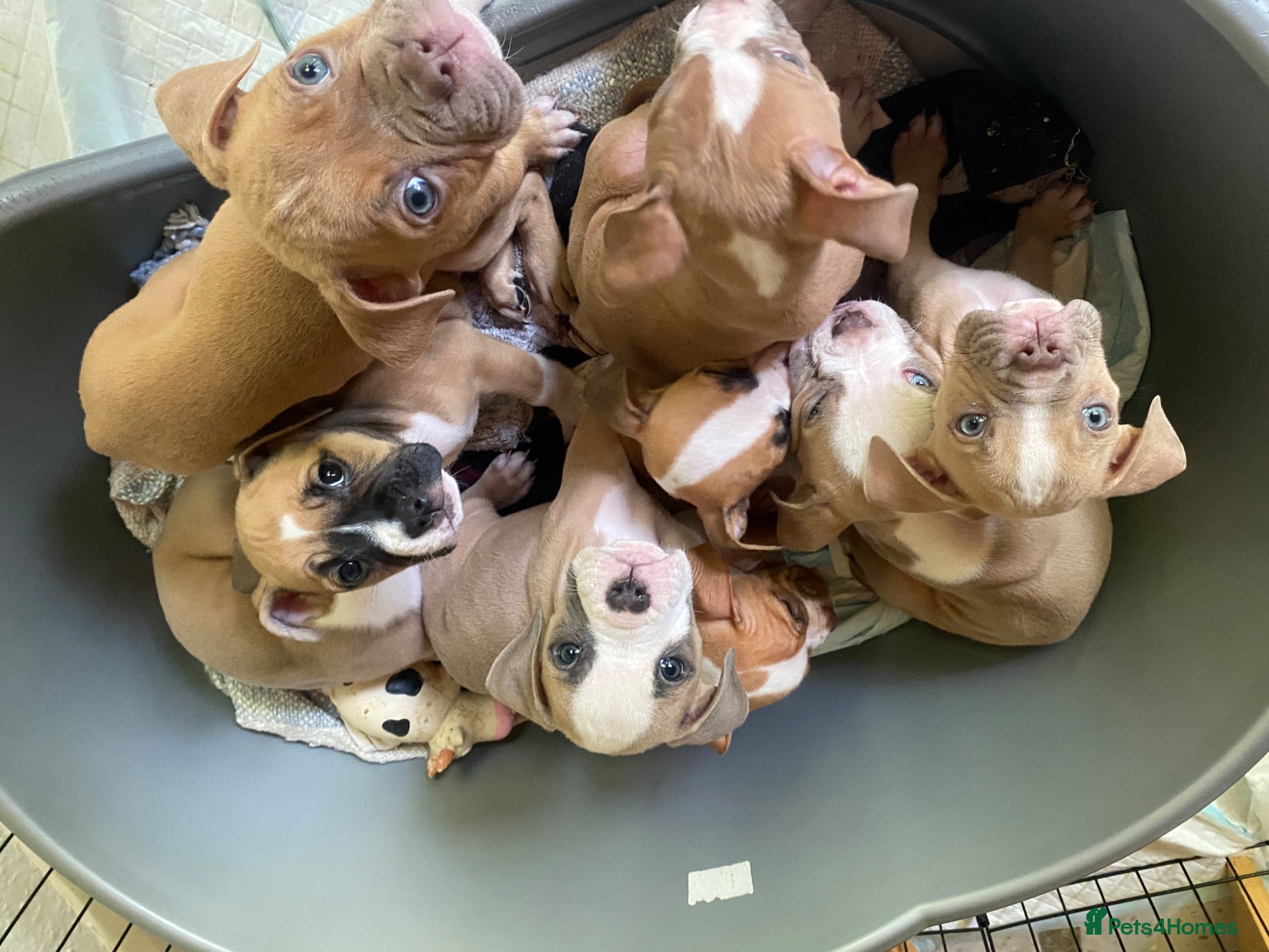 Mixed Breed dogs Family Raised Bulldog x Boxer Puppies Ready :))) - Advert 2