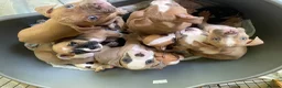 Mixed Breed dogs for sale: Family Raised Bulldog x Boxer Puppies Ready :))) in Bideford - Advert 2