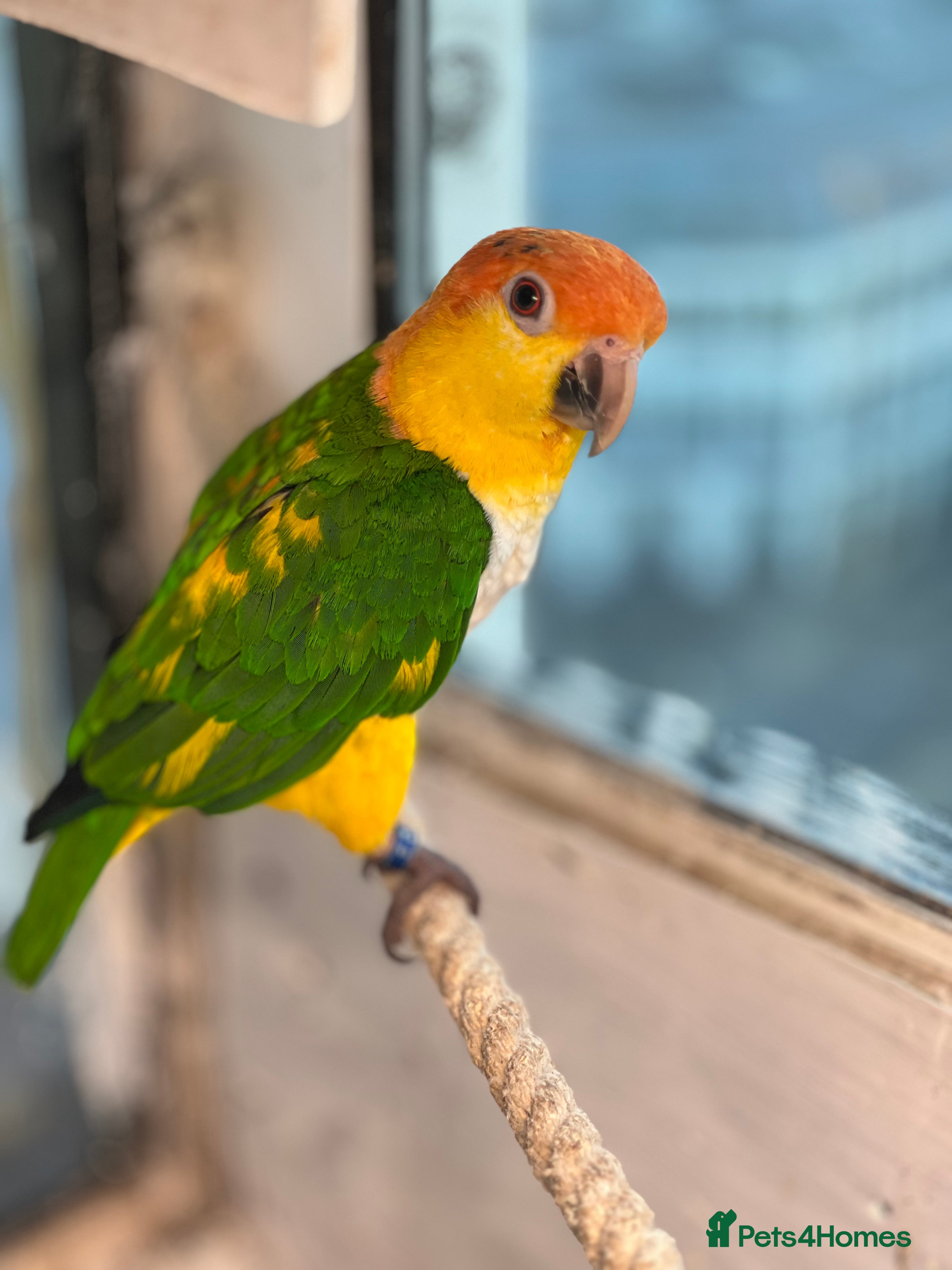 Parrots birds Male and female caiques  - Advert 8