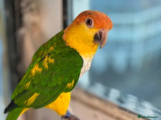 Parrots birds Male and female caiques - Advert 3