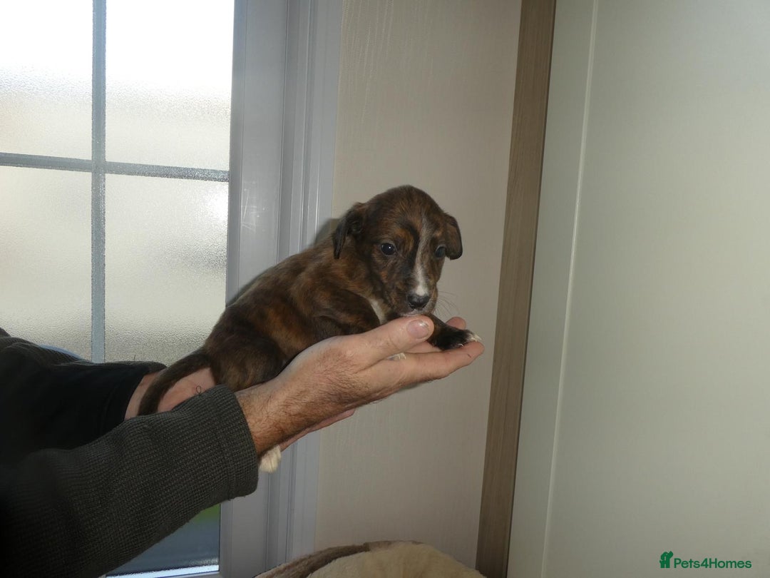 Mixed Breed dogs for sale: Springer x jack Russell  - Advert 3