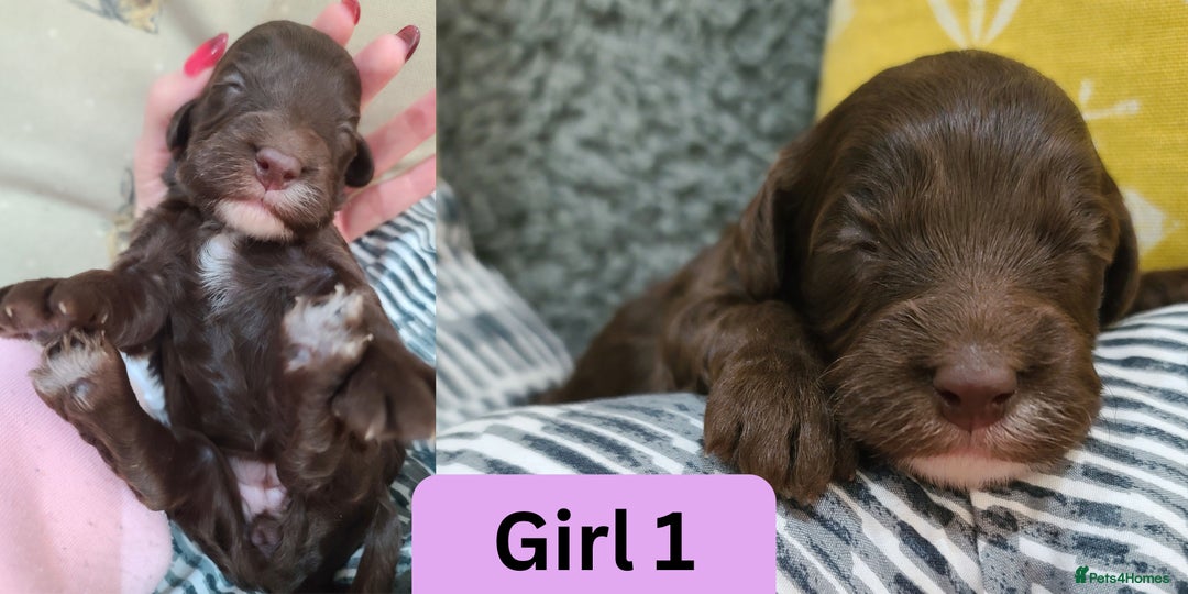 Cockapoo dogs for sale:  Chocolate F1 Cockapoos DNA Tested  - Advert 4